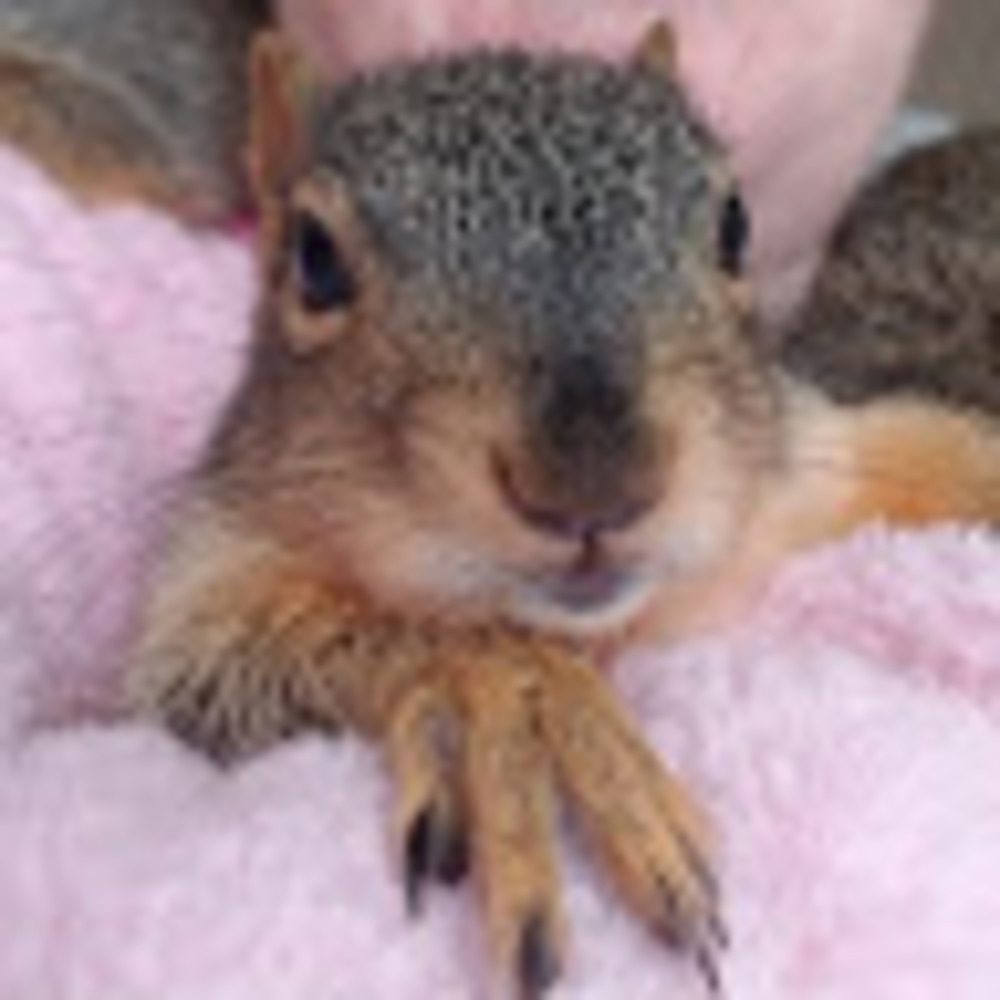 Meet your Posher, Squirrely